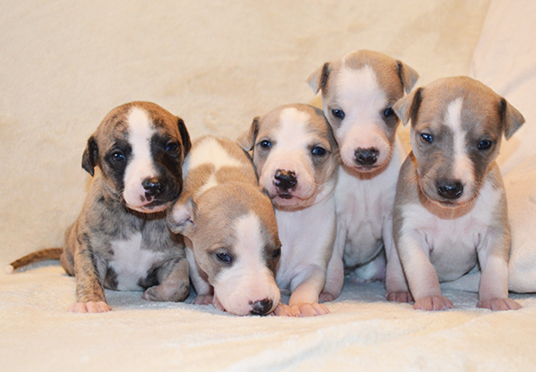 Filisart 2025 - Miot J - pieski